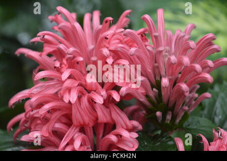 Justicia carnea Stockfoto