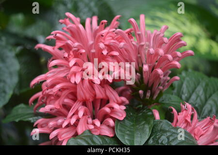 Justicia carnea Stockfoto