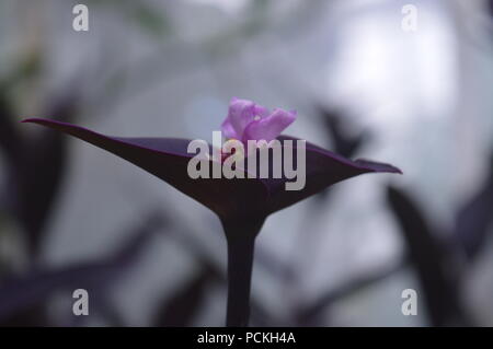 Purple Heart Anlage Stockfoto