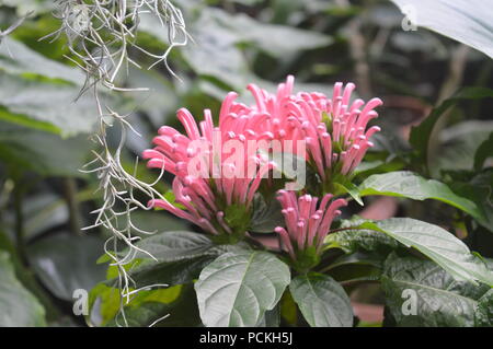 Justicia carnea Stockfoto