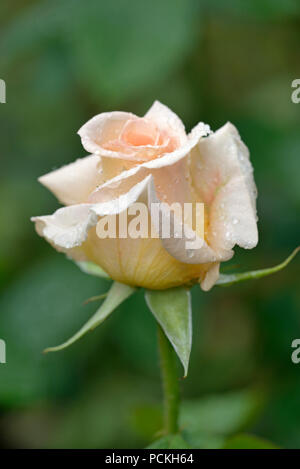 Hybrid Tea Rose, nette Ingeborg, hellgelb bis cremefarbene Blume, Züchter Havel 1994, Nordrhein-Westfalen, Deutschland Stockfoto