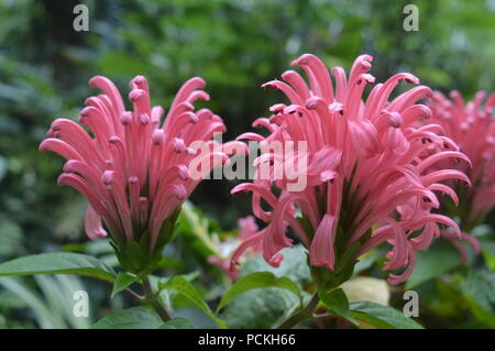 Justicia carnea Stockfoto