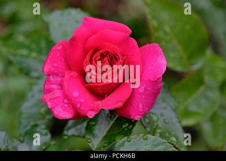 Floribunda Rose, Manou Meilland, starke rosa Blume, Züchter Meilland 1978, Nordrhein-Westfalen, Deutschland Stockfoto