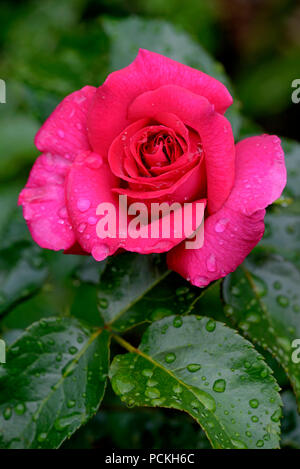 Floribunda Rose, Manou Meilland, starke rosa Blume, Züchter Meilland 1978, Nordrhein-Westfalen, Deutschland Stockfoto