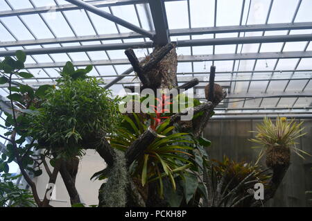 Bromelia Stockfoto