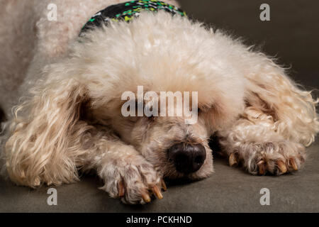 12 Jahre alten französischen Pudel Hund Stockfoto