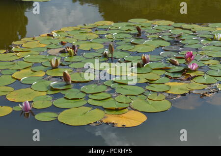 Nelumbo nucifera Stockfoto