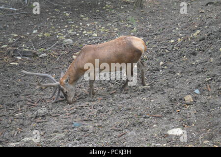 Rehe im Botanischen Garten Stockfoto