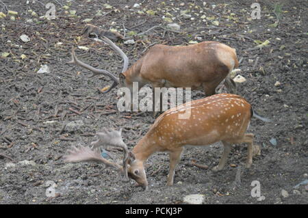 Rehe im Botanischen Garten Stockfoto