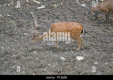 Rehe im Botanischen Garten Stockfoto