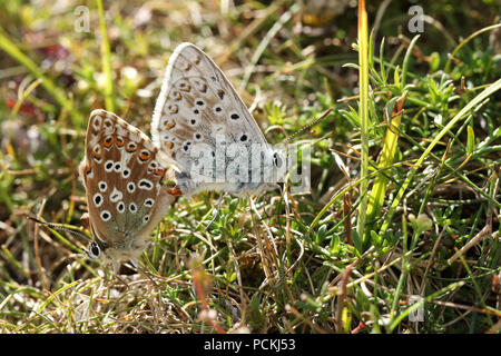 Ein paar hübsche Chalk Hill Blue Butterfly (Polyommatus coridon) das Hocken auf dem Boden unter dem Gras. Stockfoto