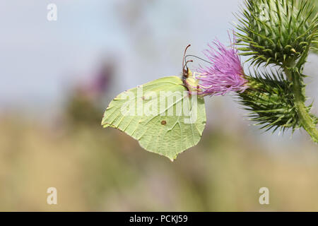 Eine atemberaubende Zitronenfalter (Gonepteryx rhamni) nectaring auf lila Distel. Stockfoto