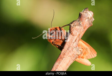 Eine hübsche Ruby Tiger Moth (Phragmatobia fuliginosa) hocken auf einem Zweig. Stockfoto
