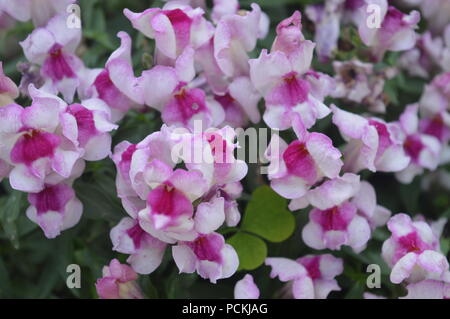 Drache Blumen in einem Garten Stockfoto