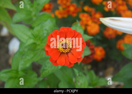 Zinnia elegans Stockfoto