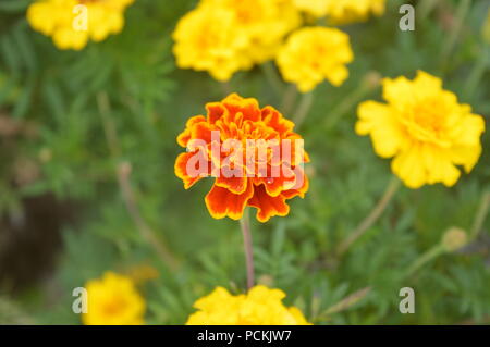 Tagetes Patula in einem Garten Stockfoto