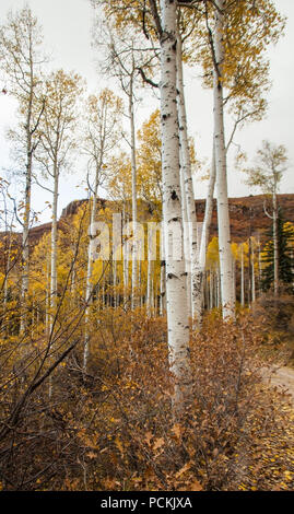 Quacking Aspen (Populus tremuloides) im Herbst. 1. Stockfoto