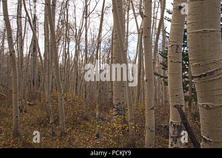 Quacking Aspen (Populus tremuloides) im Herbst. 2 Stockfoto