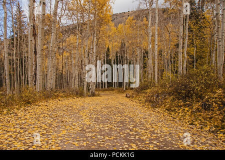 Quacking Aspen (Populus tremuloides) im Herbst Stockfoto