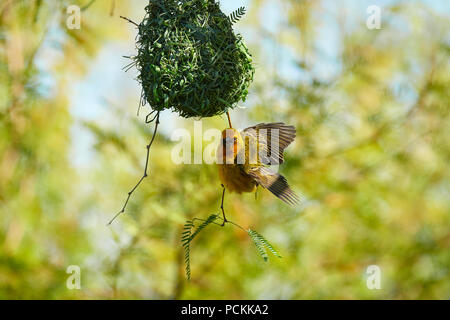 Cape Weaver Gebäude Nest in Camel Thorn Tree Stockfoto