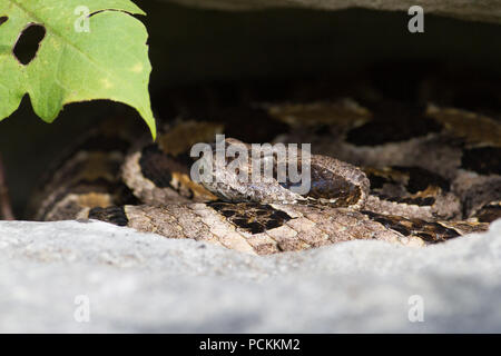 Eine Klapperschlange, Crotalus horridus, spähtend aus seiner Höhle. Stockfoto