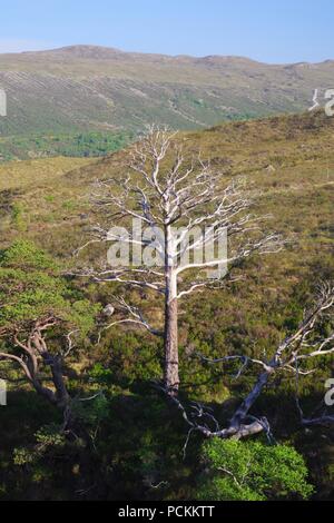 Tot Scots Pine Tree in der wilden Landschaft des Beinn Eighe NNR. Kinlochewe, Schottland, Großbritannien. Sommer, 2018. Stockfoto