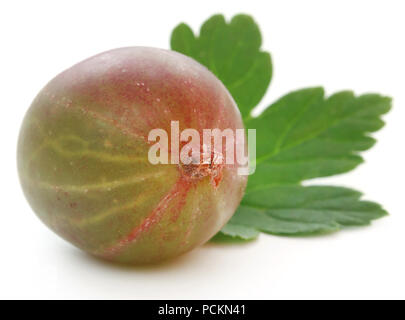 Frische reife Stachelbeere auf weißem Hintergrund Stockfoto