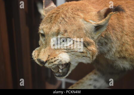 Der "August-von-spiess' Museum der Jagd Stockfoto