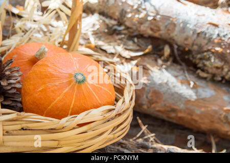 Kleine orange heirloom Red Kuri Kürbisse in Weidenkorb trockenen Herbst pflanzen am Rundholz im Garten. Gemütliche Anfang Herbst Atmosphäre. Sonnenlicht ist undicht. Raumbeleuchtungen Stockfoto