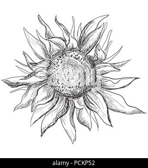 Hand Sonnenblume Blume gezeichnet. Vektor monochromen Abbildung auf weißem Hintergrund. Stock Vektor