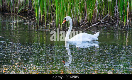 Schönen weißen Höckerschwan auf Teich Oberfläche. Cygnus olor. Ruhige romantische Szene mit einem schönen Schwimmbad Vogel in Profil und Spiegelung im See Wasser. Stockfoto