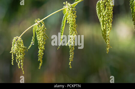 Nahaufnahme der Blüte Brennnessel. Urtica dioica. Ein Stamm der Heilpflanze mit Taufrische grüne Blätter und Blüten auf einem natürlichen verschwommenen Hintergrund Detail. Stockfoto