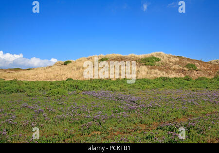 Ein Blick auf die Dünen und Salzwiesen mit Meer Lavendel auf der North Norfolk Coast in Burnham Overy Staithe, Norfolk, England, Vereinigtes Königreich, Europa. Stockfoto