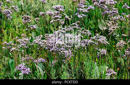 Gemeinsame See - Lavendel, Limonium vulgare, auf Salzwiesen auf der North Norfolk Coast in Burnham Overy Staithe, Norfolk, England, Vereinigtes Königreich, Europa. Stockfoto