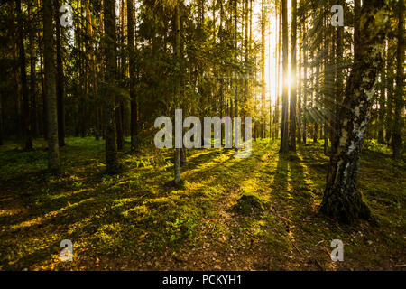 Abend im Wald Stockfoto