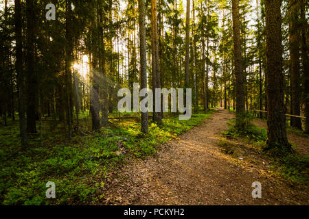 Abend im Wald Stockfoto