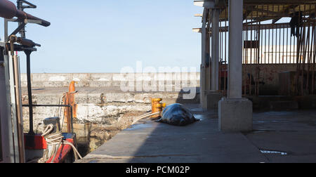 Cape fur seals auf Land oder am Kai in Kalk Bay Hafen liegen, False Bay, Cape Peninsula Stockfoto