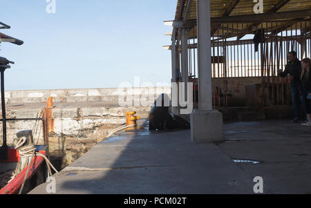 Cape Fur Seals auf den Kai oder Wharf in Kalk Bay Harbour, False Bay, Cape Peninsula Stockfoto