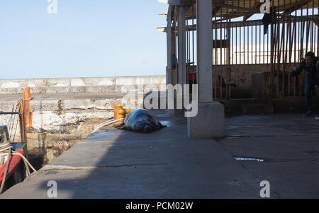 Cape Fur Seals auf den Kai oder Wharf in Kalk Bay Harbour, False Bay, Cape Peninsula Stockfoto