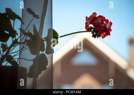 Die Blumen auf der Fensterbank erstreckt sich in Richtung der Sonne. Stockfoto