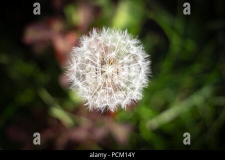 Weiß Löwenzahn close-up auf dem Rasen im Hinterhof. Stockfoto