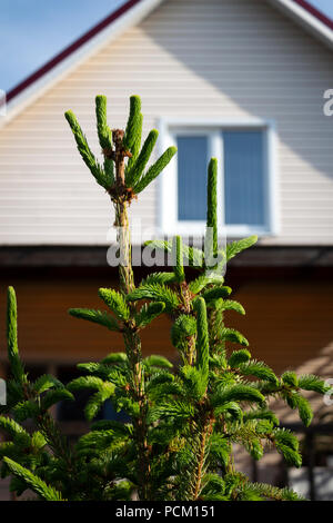 Dekorative Tanne im Hinterhof eines privaten Hauses. Stockfoto