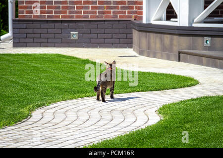 Eine junge Katze Spaziergänge entlang der Bürgersteig auf den Hinterhof eines privaten Hauses. Stockfoto