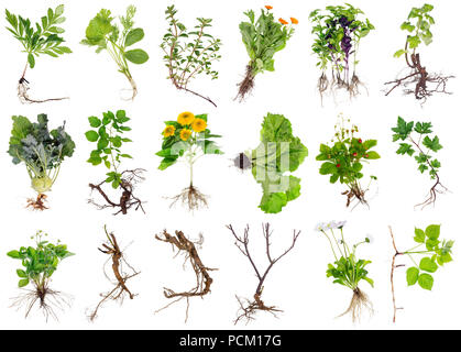 Verschiedene Garten Pflanzen und Blumen und Wurzeln. Auf weissem Studio isoliert Stockfoto