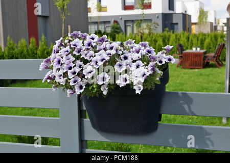 Kunststoffbehälter mit einem Bündel von Purple petunia Blumen hängend an einem rustikalen Zaun. Sommer Tag ländlichen Schuß Stockfoto