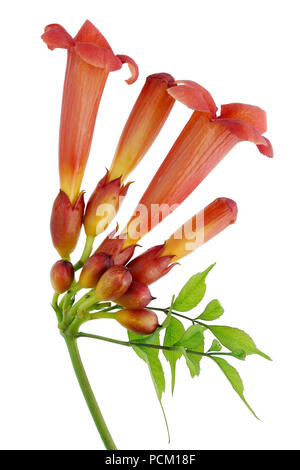 Trompete Kriechgang chinesischen campsis Pflanze Zweig mit Blüten und Knospen. Auf weissem studio Makroaufnahme isoliert Stockfoto