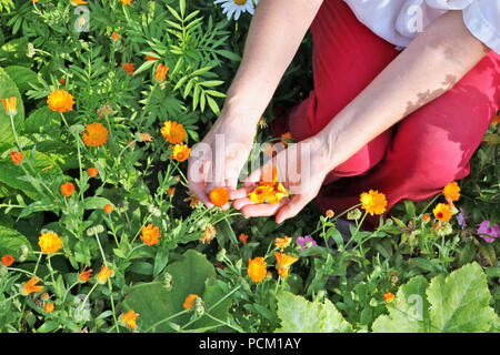 Eine Bäuerin Pausen Blumen eines medizinischen Ringelblume. Die Ernte getrocknet werden und das medizinische Tinktur gemacht werden. Sonnigen Juli morgen outdor Schuß Stockfoto