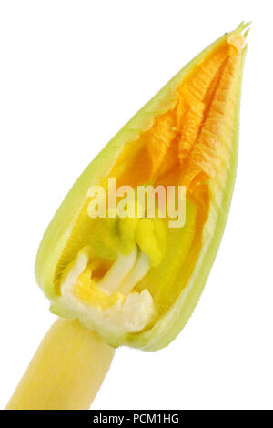 Im Inneren des Sommers Big Orange Blume des gelben Zucchini Gemüse. Innerhalb der realen Anlage Konzept. Auf weissem studio Makroaufnahme isoliert Stockfoto