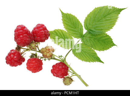 Reife und Unreife rote und grüne Beeren eines Himbeere am Zweig. Auf weissem studio Makroaufnahme isoliert Stockfoto