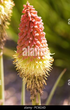 Rooper red-hot Poker (Kniphofia rooperi) Stockfoto